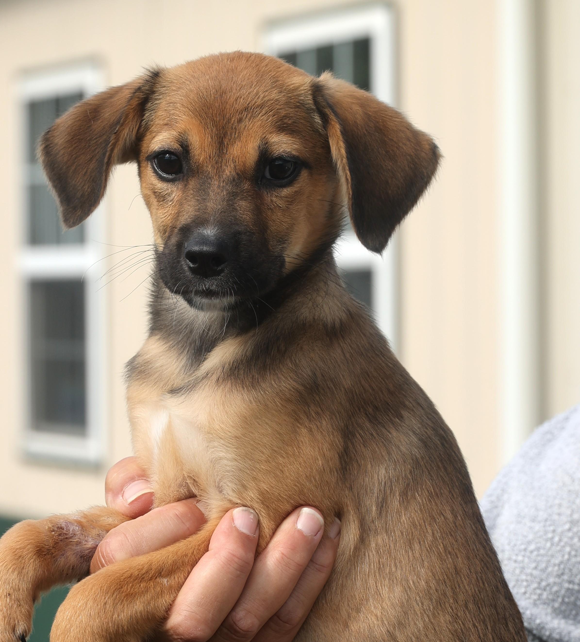 Quimby-Available! www.lhar.dog to apply!