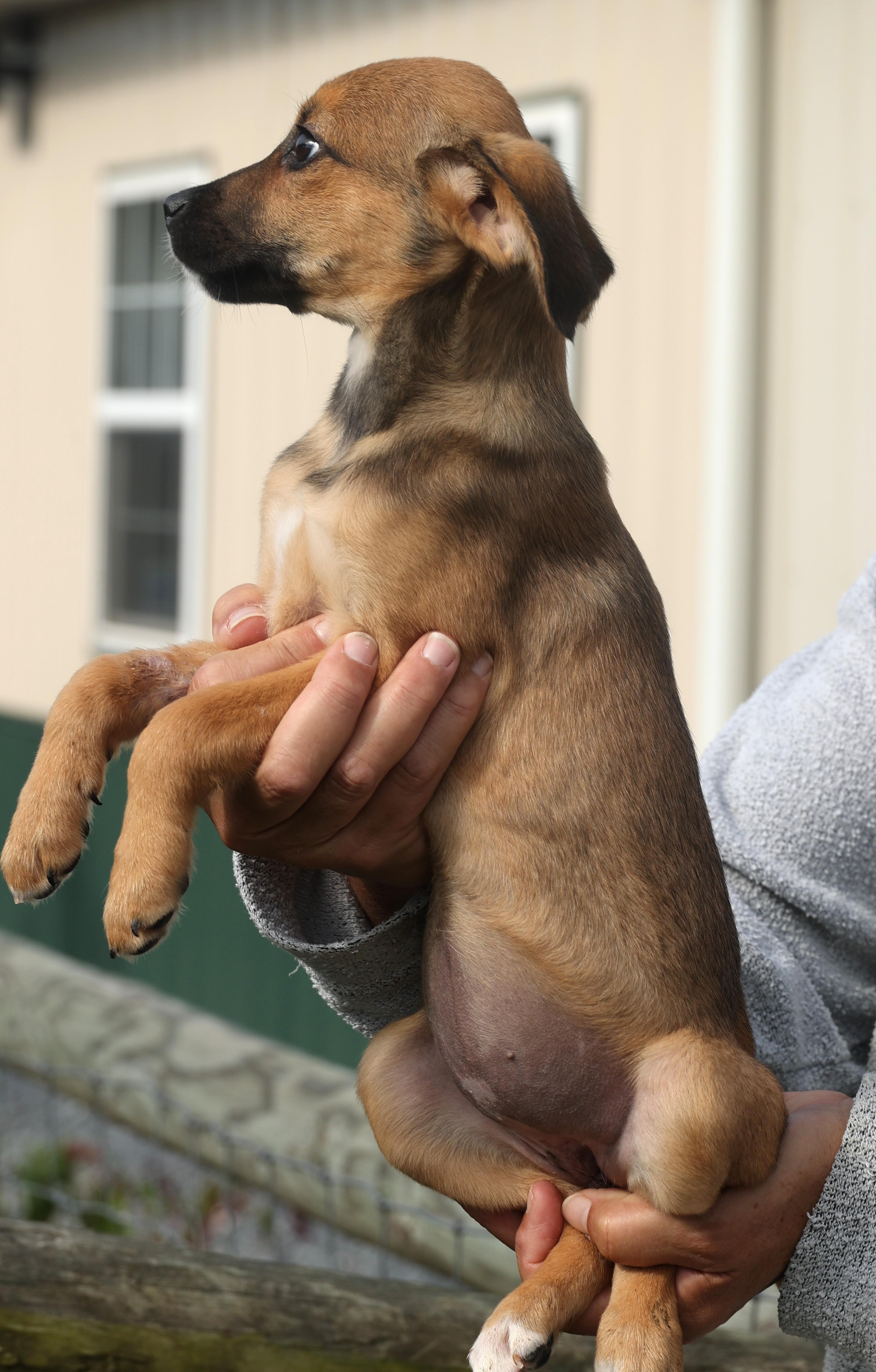 Quimby-Available! www.lhar.dog to apply!