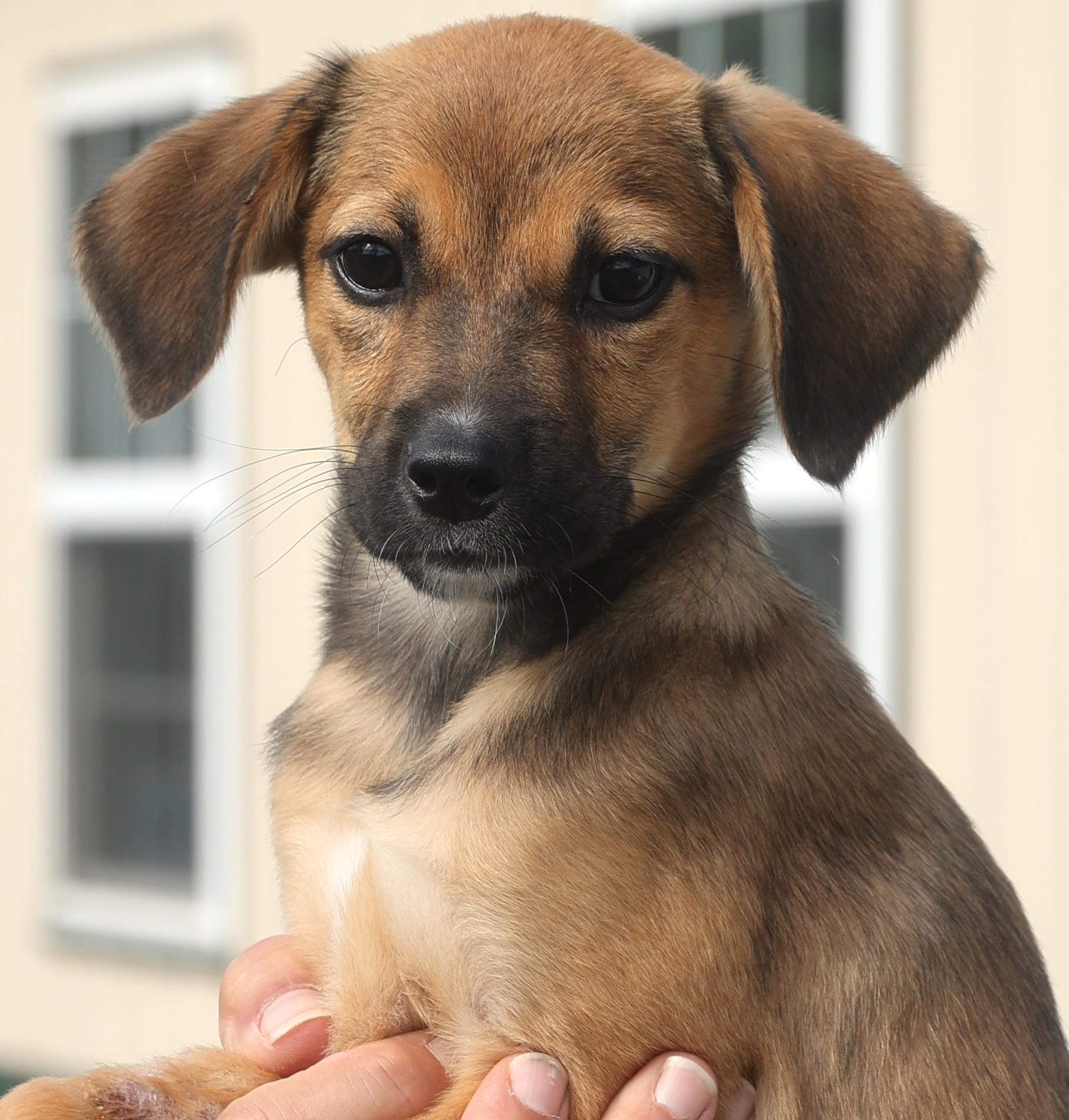 Quimby-Available! www.lhar.dog to apply!