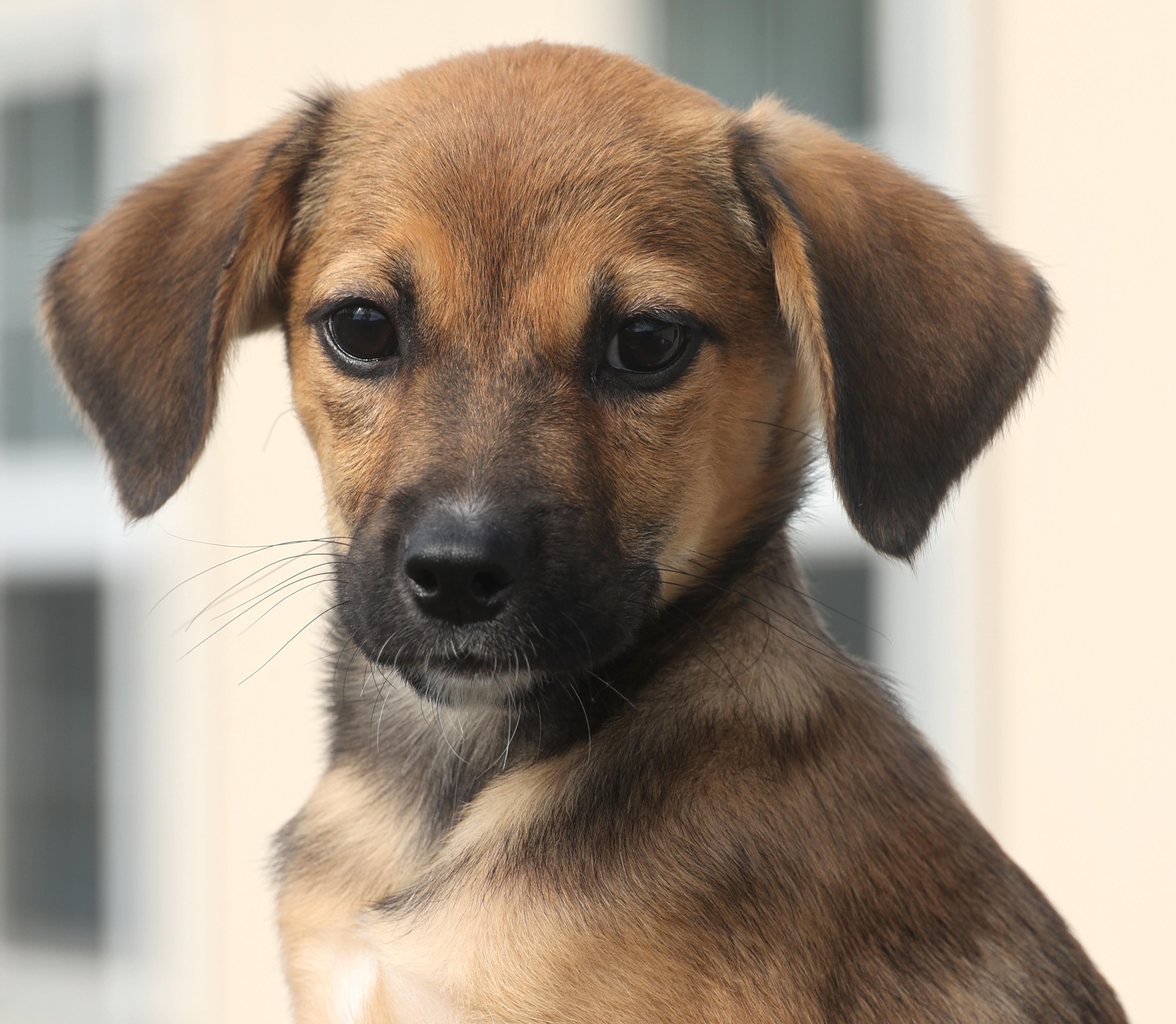 Quimby-Available! www.lhar.dog to apply!