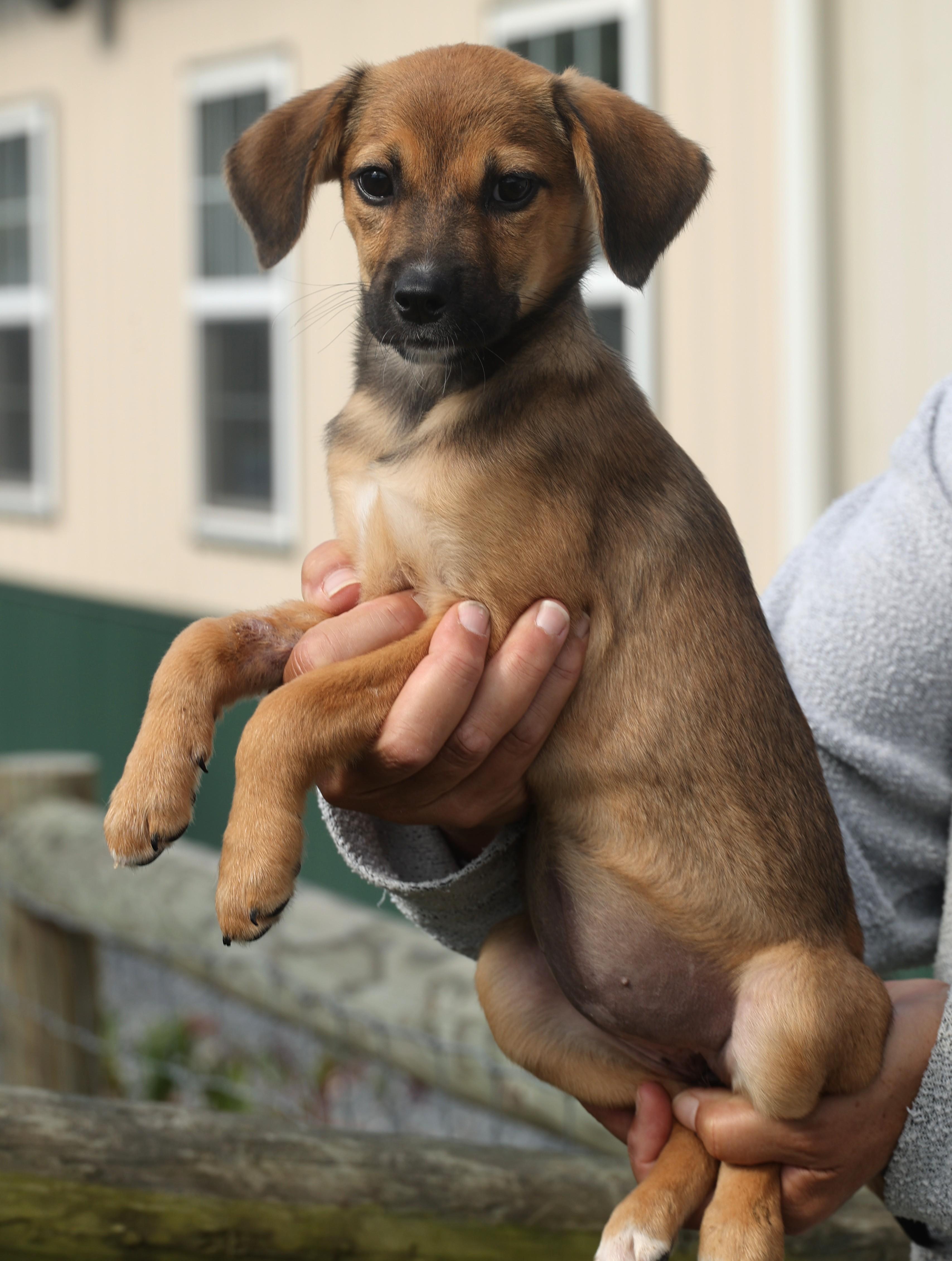 Quimby-Available! www.lhar.dog to apply!