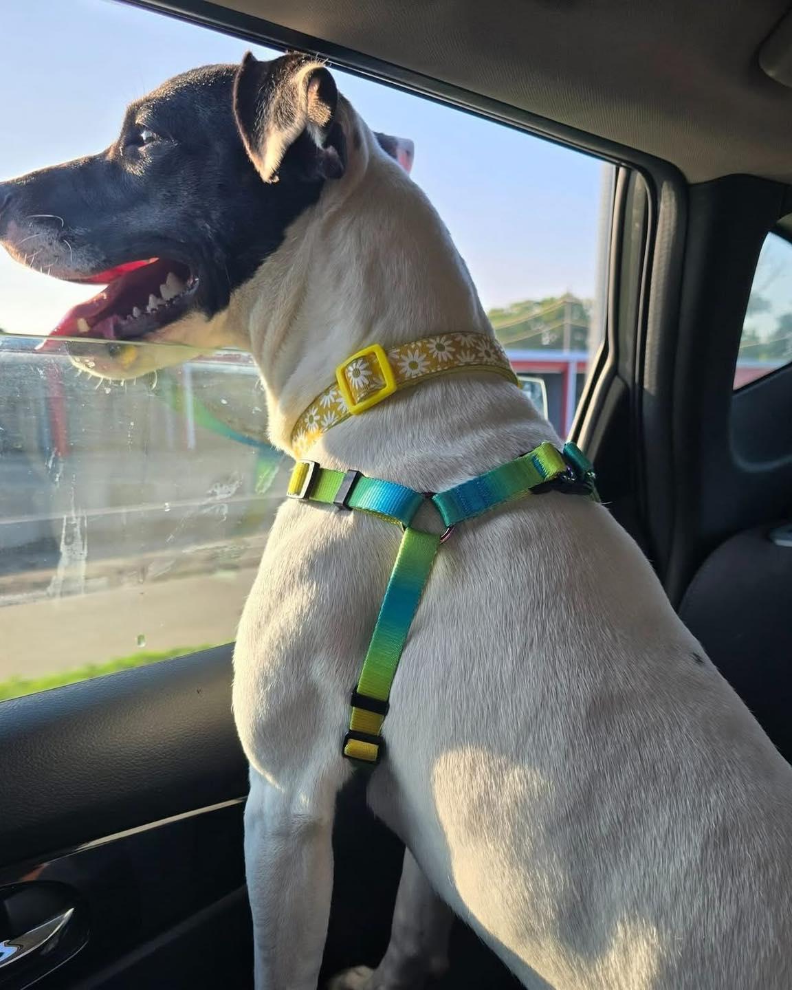 Lilly, a Adoptable mixed breed in Waterloo, IA image 2/3