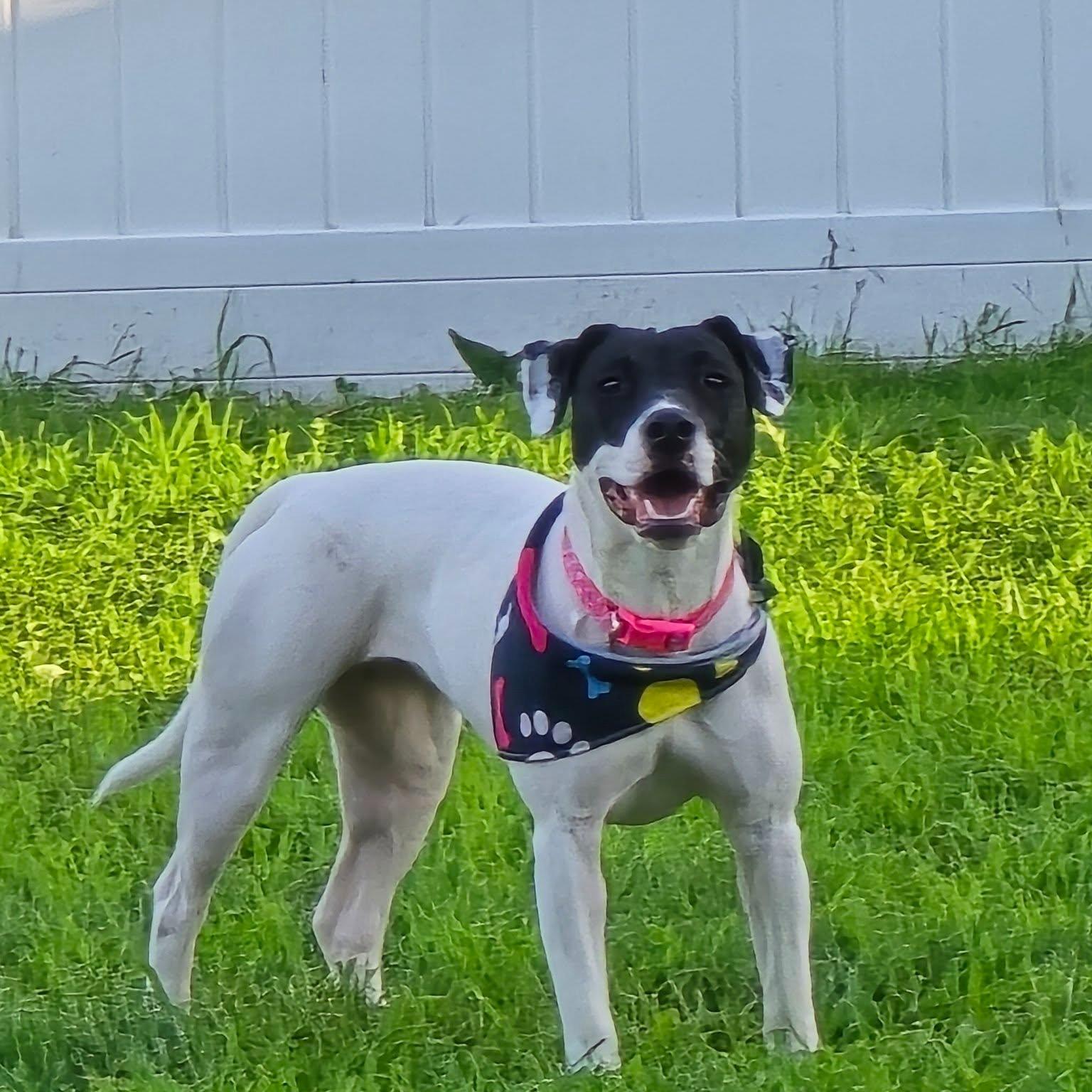 Lilly, a Adoptable mixed breed in Waterloo, IA image 3/3