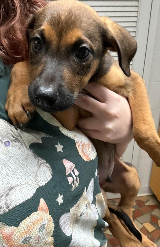 Buckwheat, Adoptable, Puppy Male Black Mouth Cur.