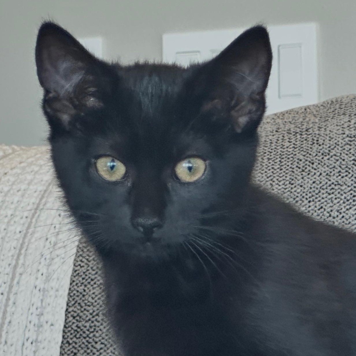 Enlarge Nova ( and Luna), a Adoptable Domestic Short Hair in Bothell, WA image 1/4