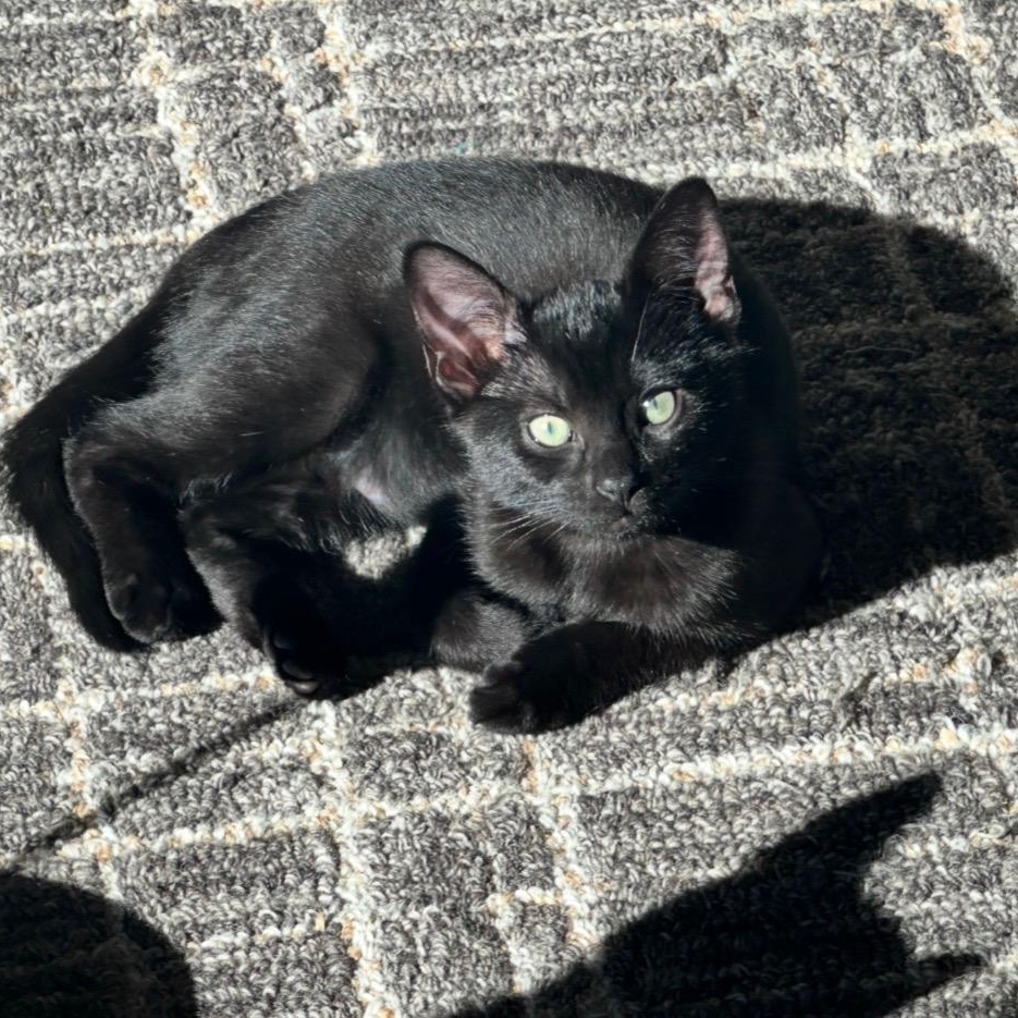Enlarge Nova ( and Luna), a Adoptable Domestic Short Hair in Bothell, WA image 2/4