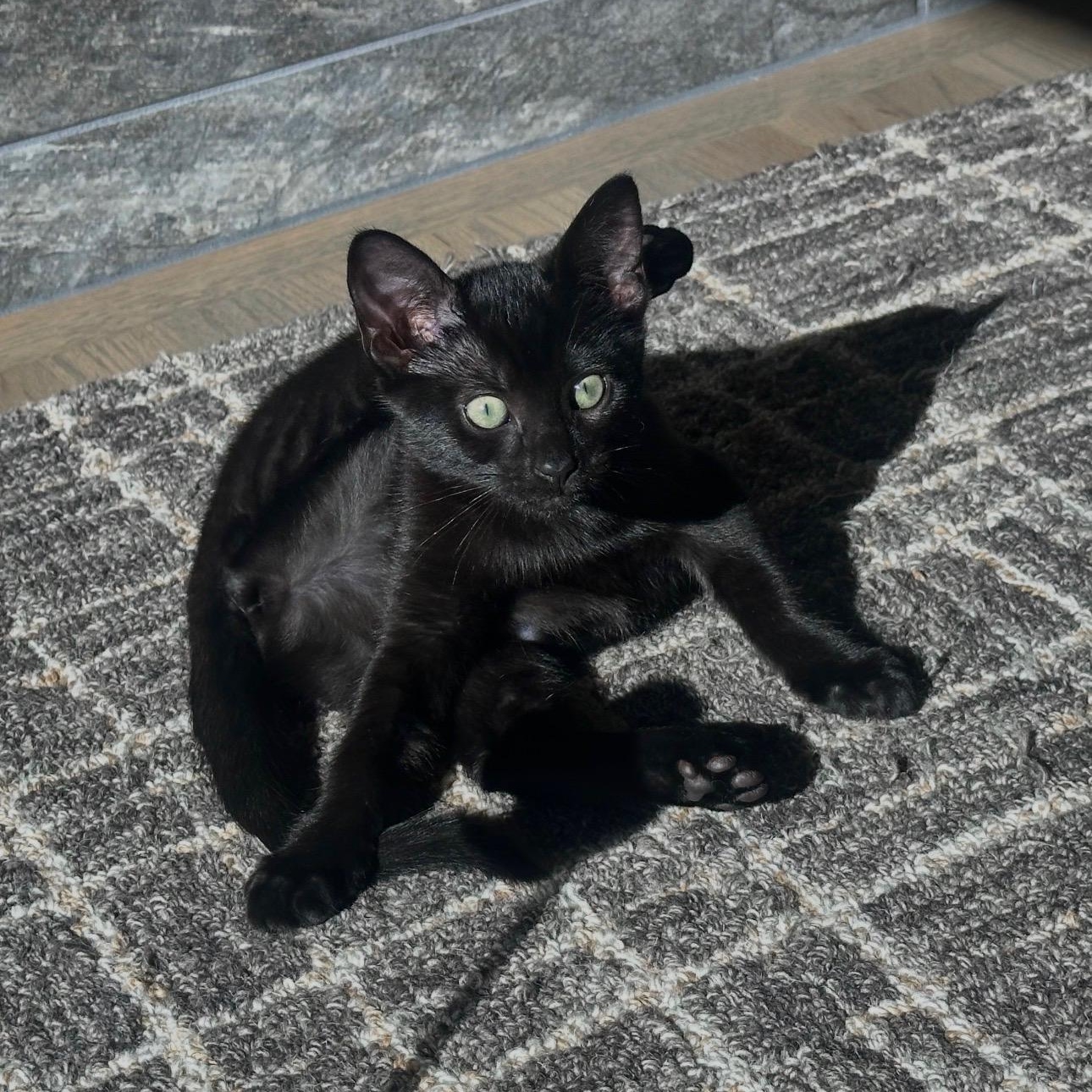 Enlarge Nova ( and Luna), a Adoptable Domestic Short Hair in Bothell, WA image 4/4