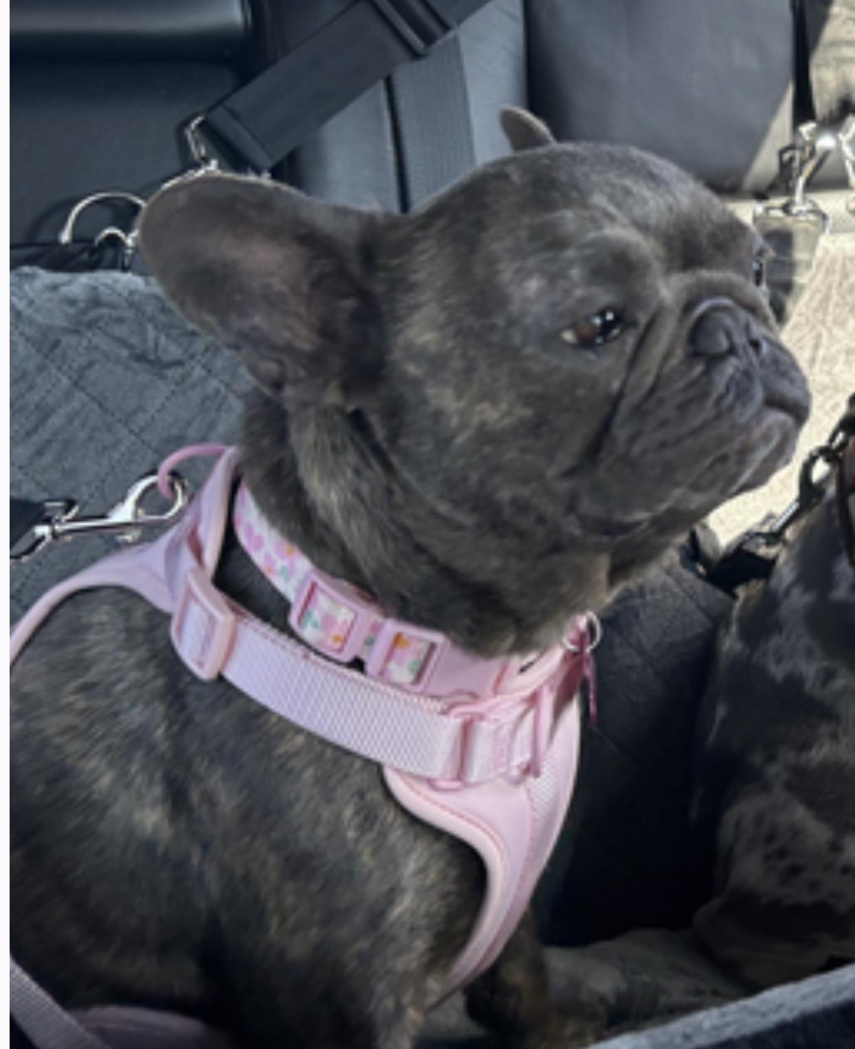 Maisie, Adoptable, Adult Female French Bulldog.
