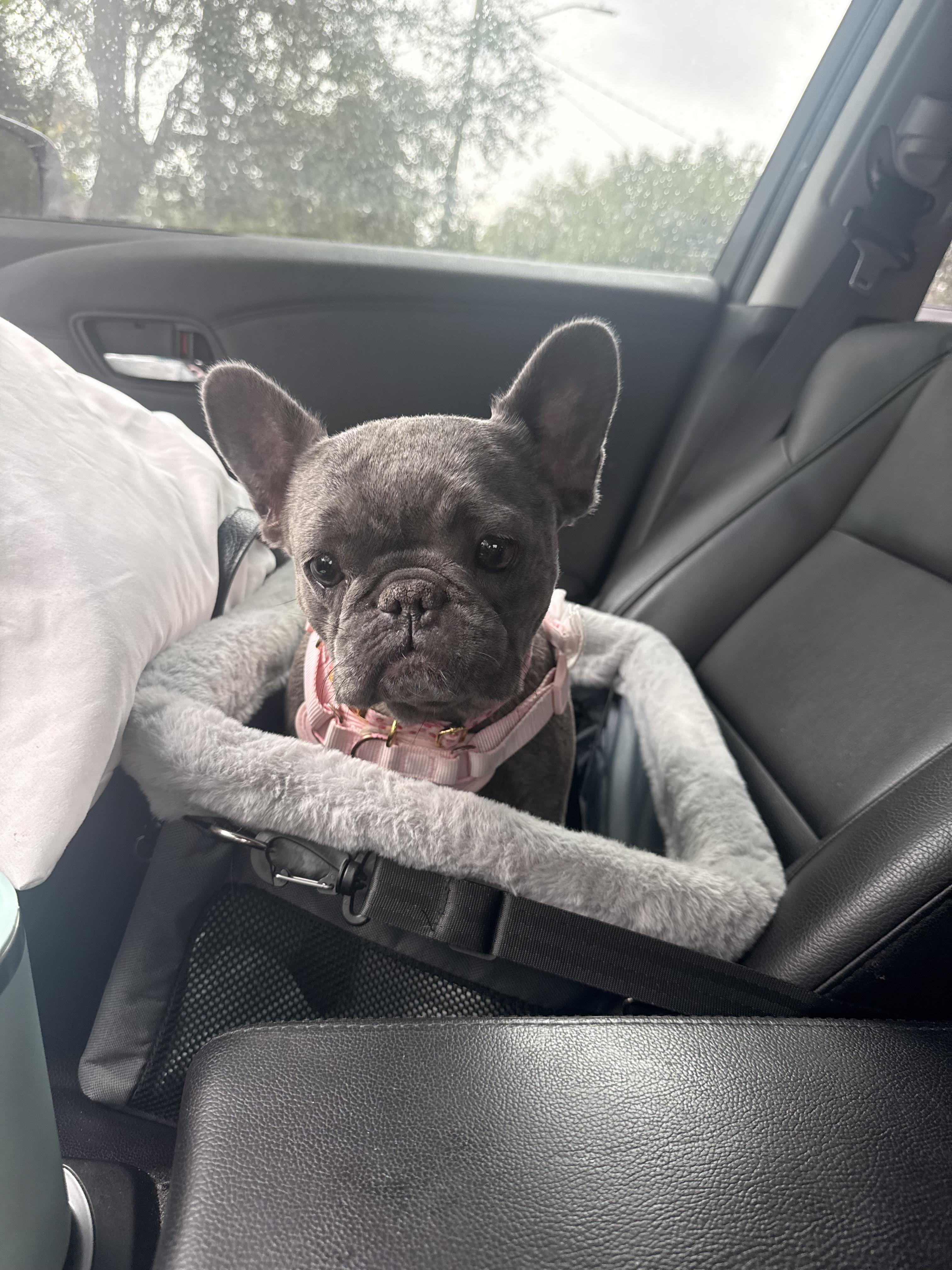 Maisie, a Adoptable French Bulldog in PALM BAY, FL image 2/3