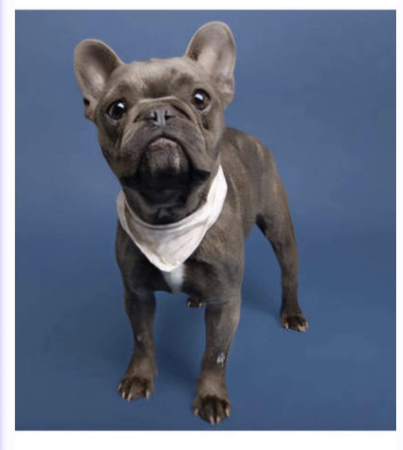 Maisie, a Adoptable French Bulldog in PALM BAY, FL image 3/3