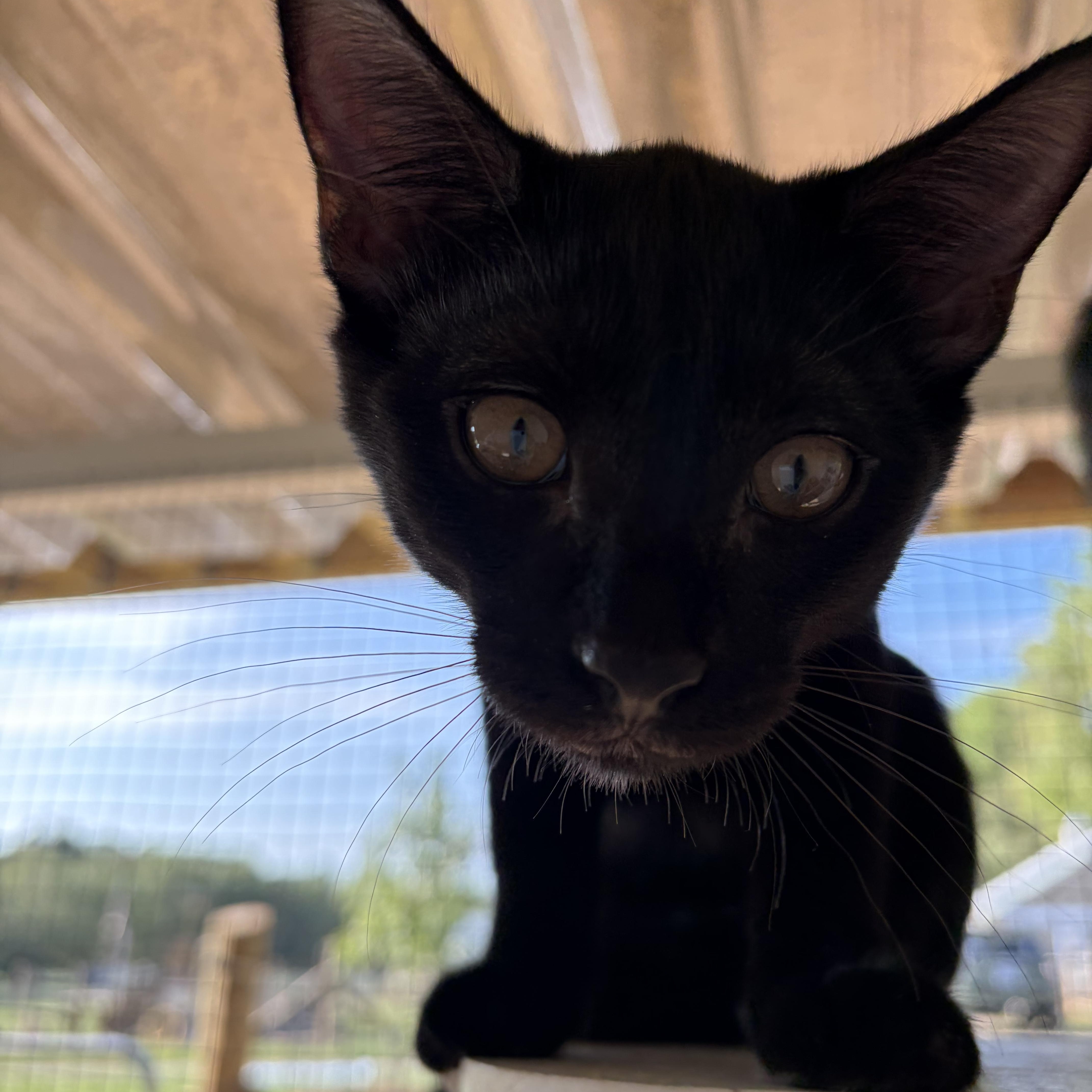 Enlarge Juju, a Adoptable Domestic Short Hair in Winston Salem , NC image 2/3