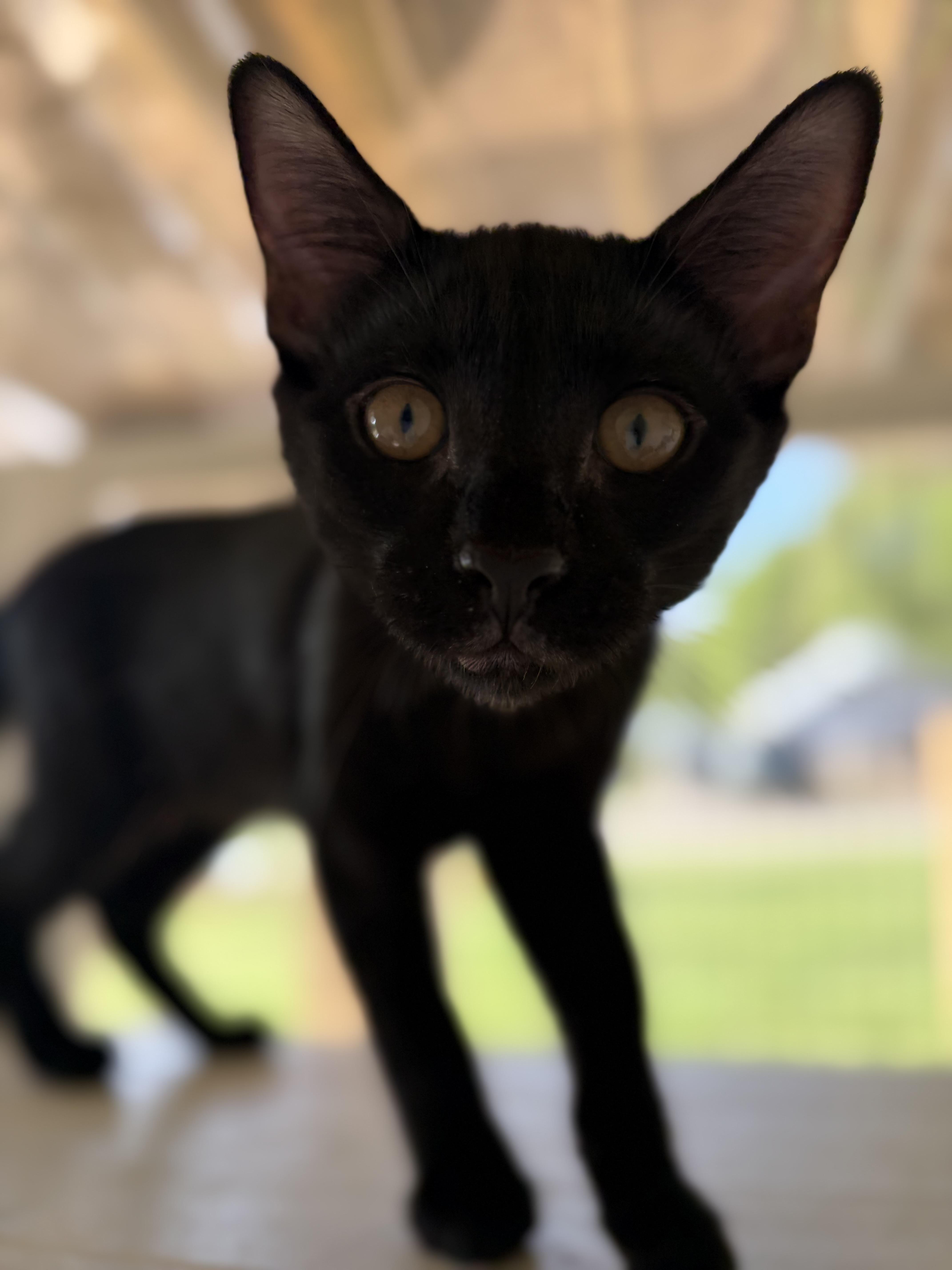 Juju, Adoptable, Young Female Domestic Short Hair.