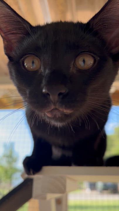 Enlarge Juju, a Adoptable Domestic Short Hair in Winston Salem , NC video 3/3