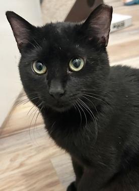 Kick, a Adoptable Domestic Short Hair in Fair Oaks, CA image 1/2