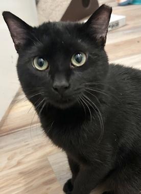 Kick, a Adoptable Domestic Short Hair in Fair Oaks, CA image 2/2