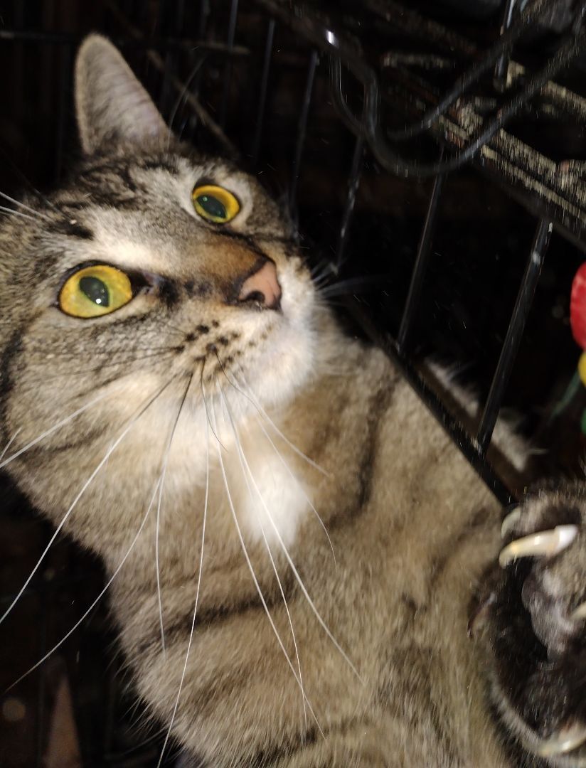 Tigher, a Adoptable Domestic Short Hair in Jasonville, IN image 1/6