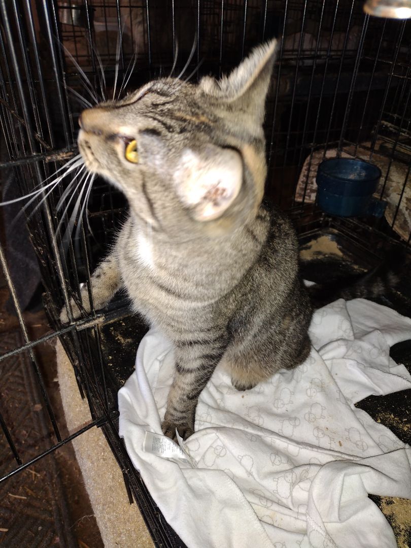 Tigher, Adoptable, Adult Female Domestic Short Hair.