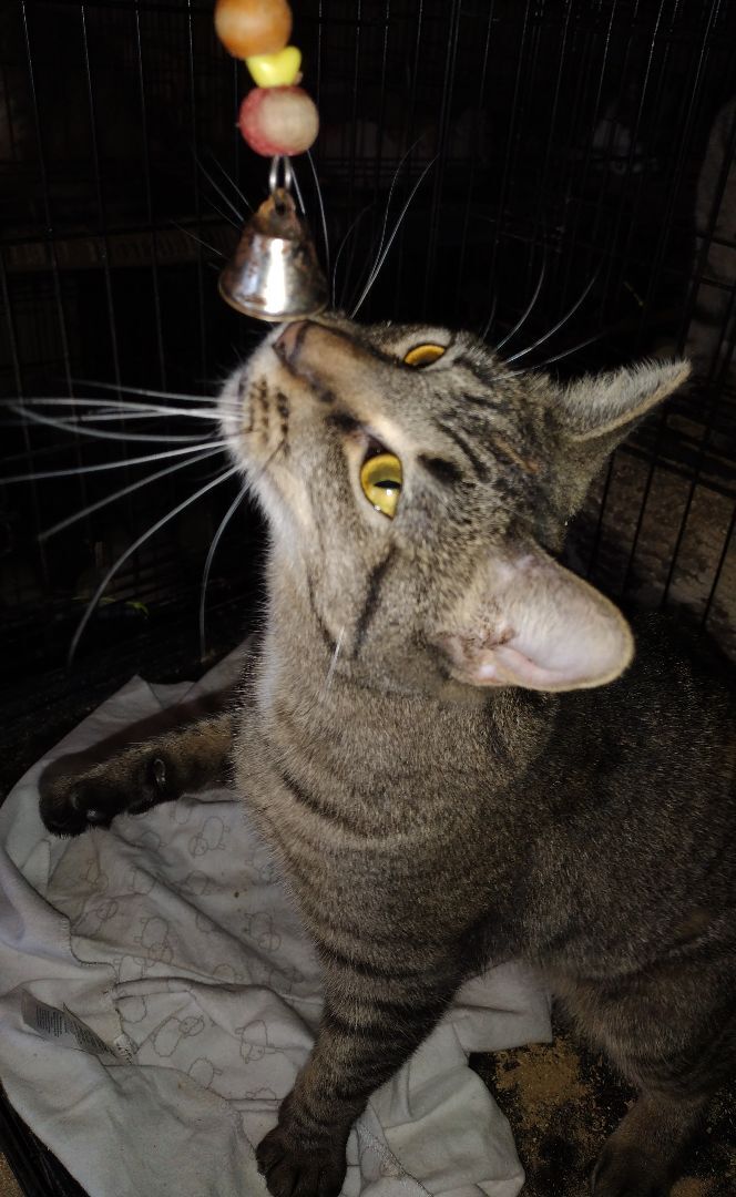 Tigher, a Adoptable Domestic Short Hair in Jasonville, IN image 3/6