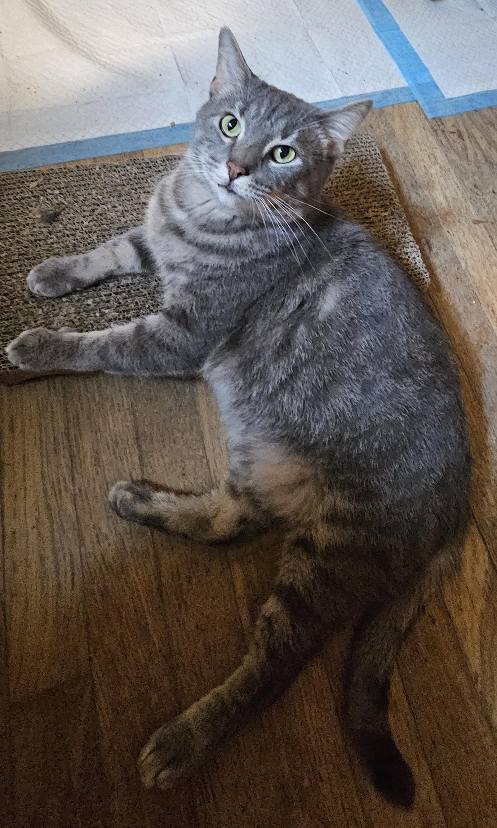 Sully, a Adoptable Domestic Short Hair in Greensburg, PA image 1/2