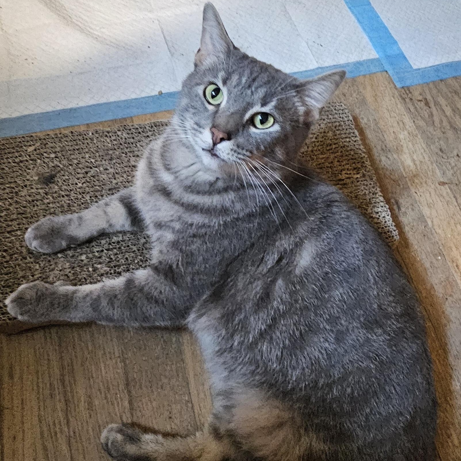 Enlarge Sully, a Adoptable Domestic Short Hair in Greensburg, PA image 1/2