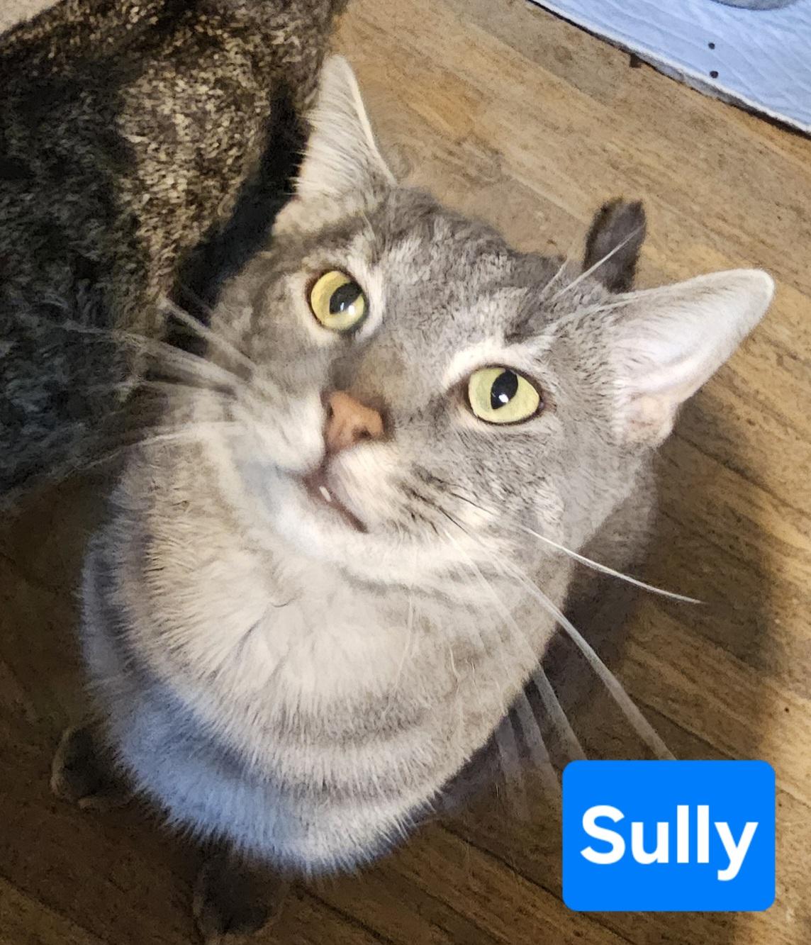 Sully, a Adoptable Domestic Short Hair in Greensburg, PA image 2/2