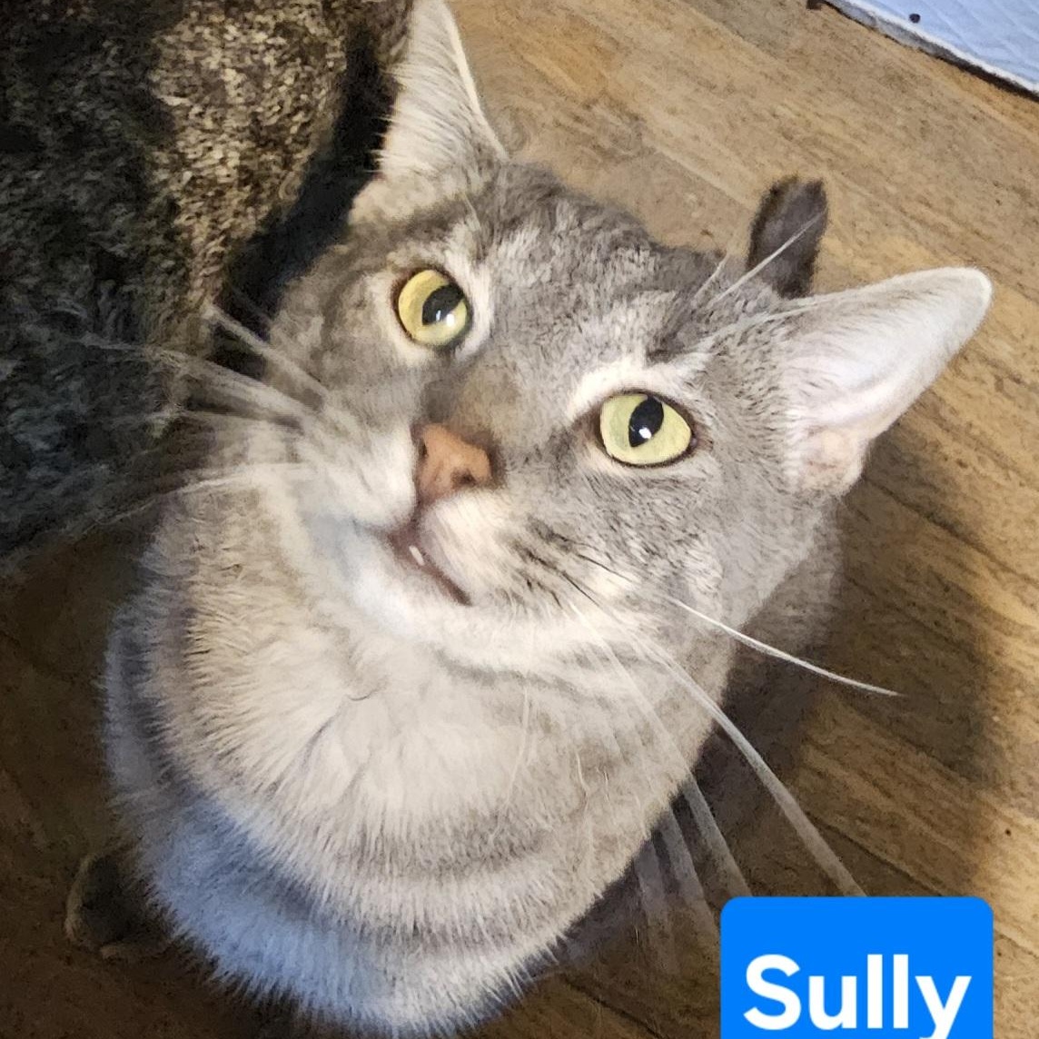 Enlarge Sully, a Adoptable Domestic Short Hair in Greensburg, PA image 2/2
