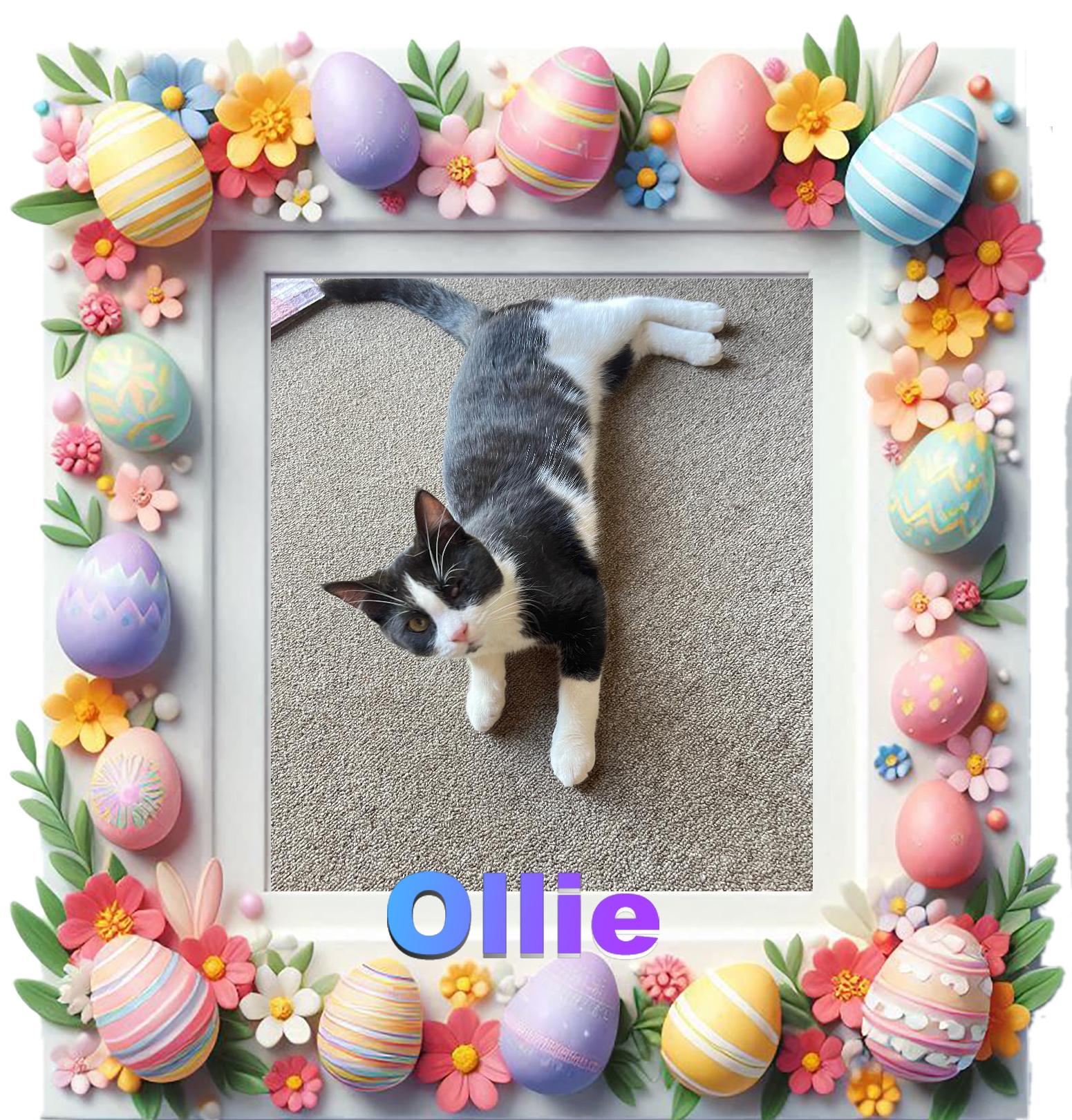 Ollie, ADOPTABLE, Kitten Male Domestic Short Hair.