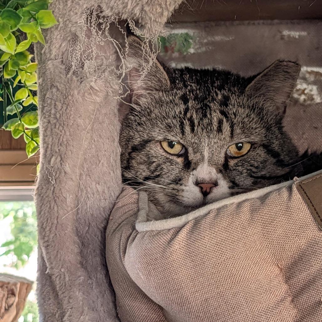 Mr Big, Adoptable, Adult Male Domestic Short Hair.