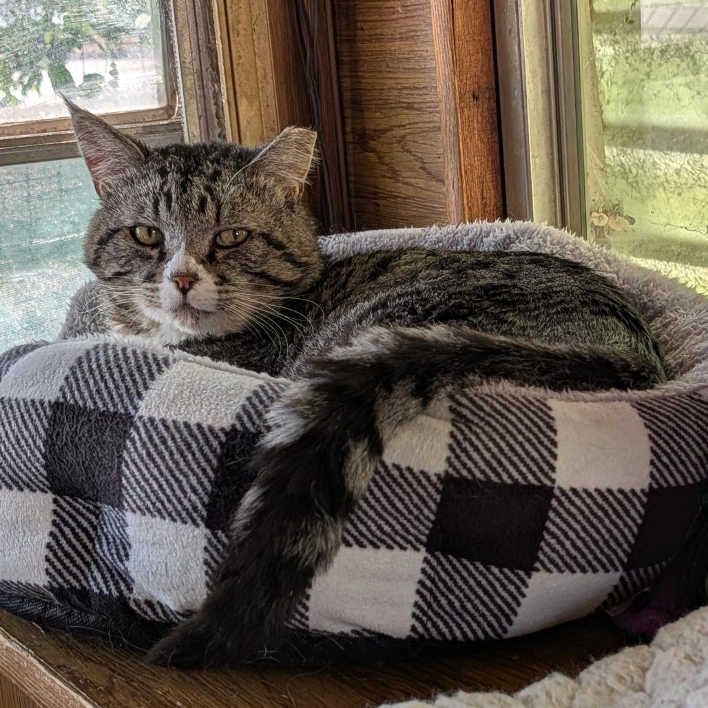 Enlarge Mr Big, a Adoptable Domestic Short Hair in Washoe Valley, NV image 3/4