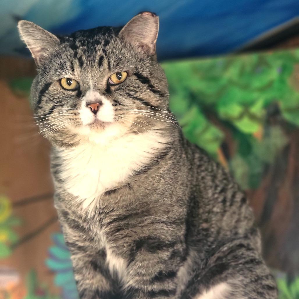 Enlarge Mr Big, a Adoptable Domestic Short Hair in Washoe Valley, NV image 4/4