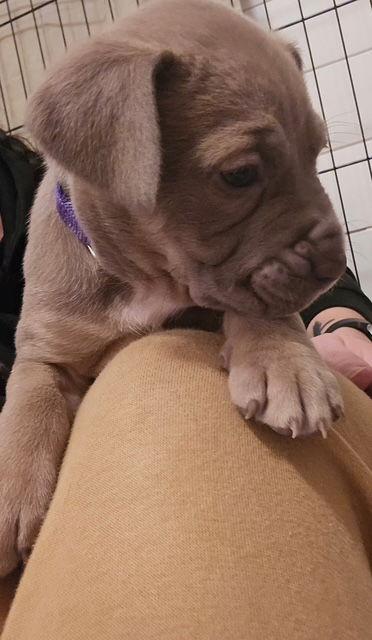 Enlarge Vail (Purple Collar), a Adopted Mastiff in Chambersburg, PA image 2/3