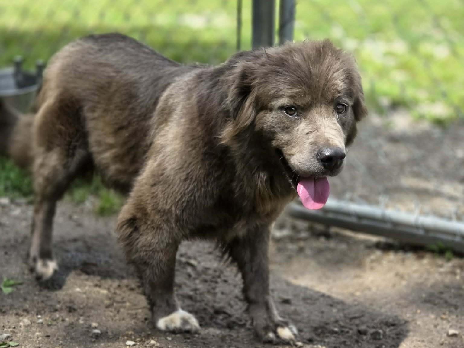 Bella, an adopted mixed breed in Anniston, AL image 5/6