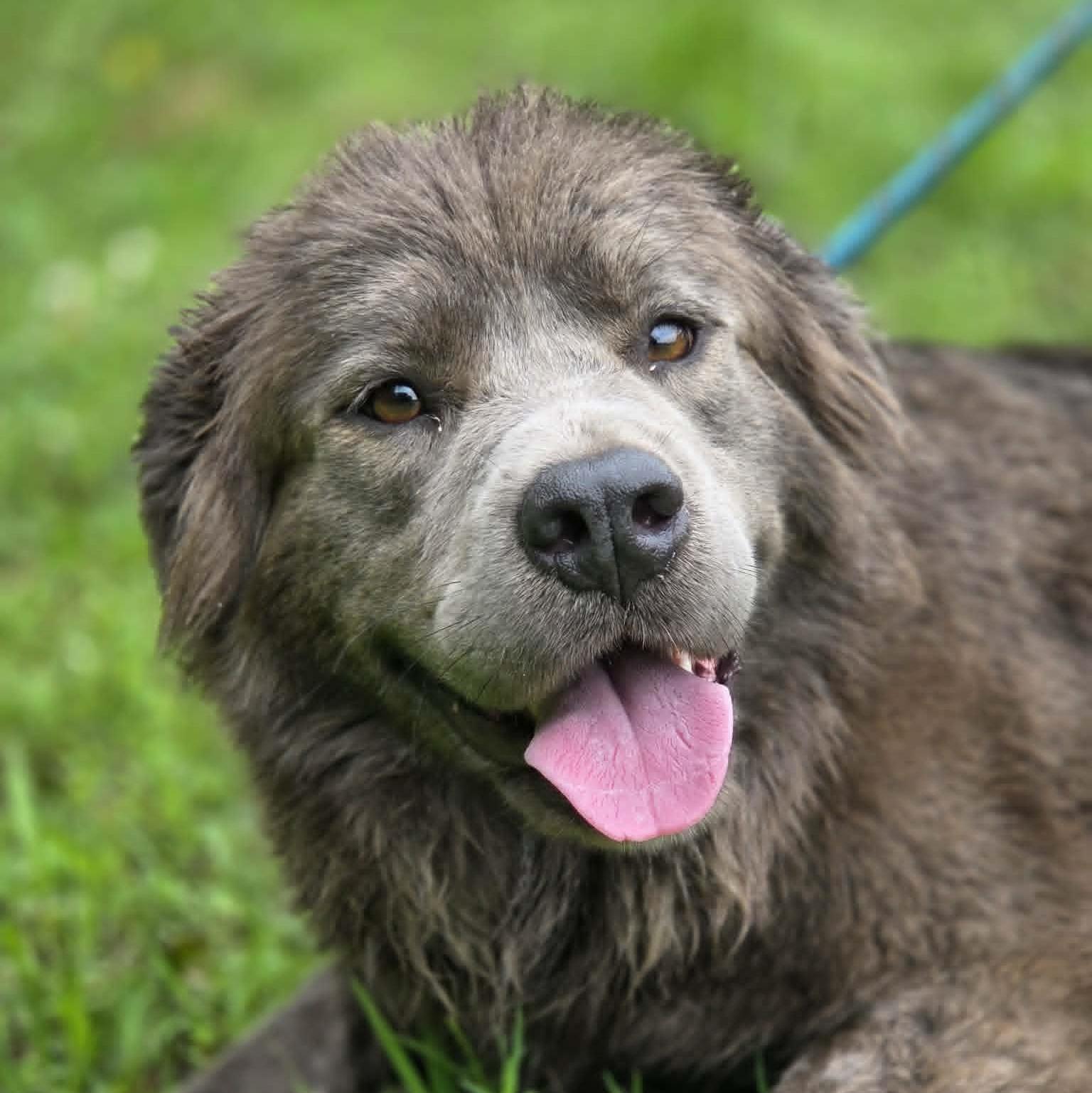 Bella, adopted, Young Female Australian Shepherd & Mixed Breed.