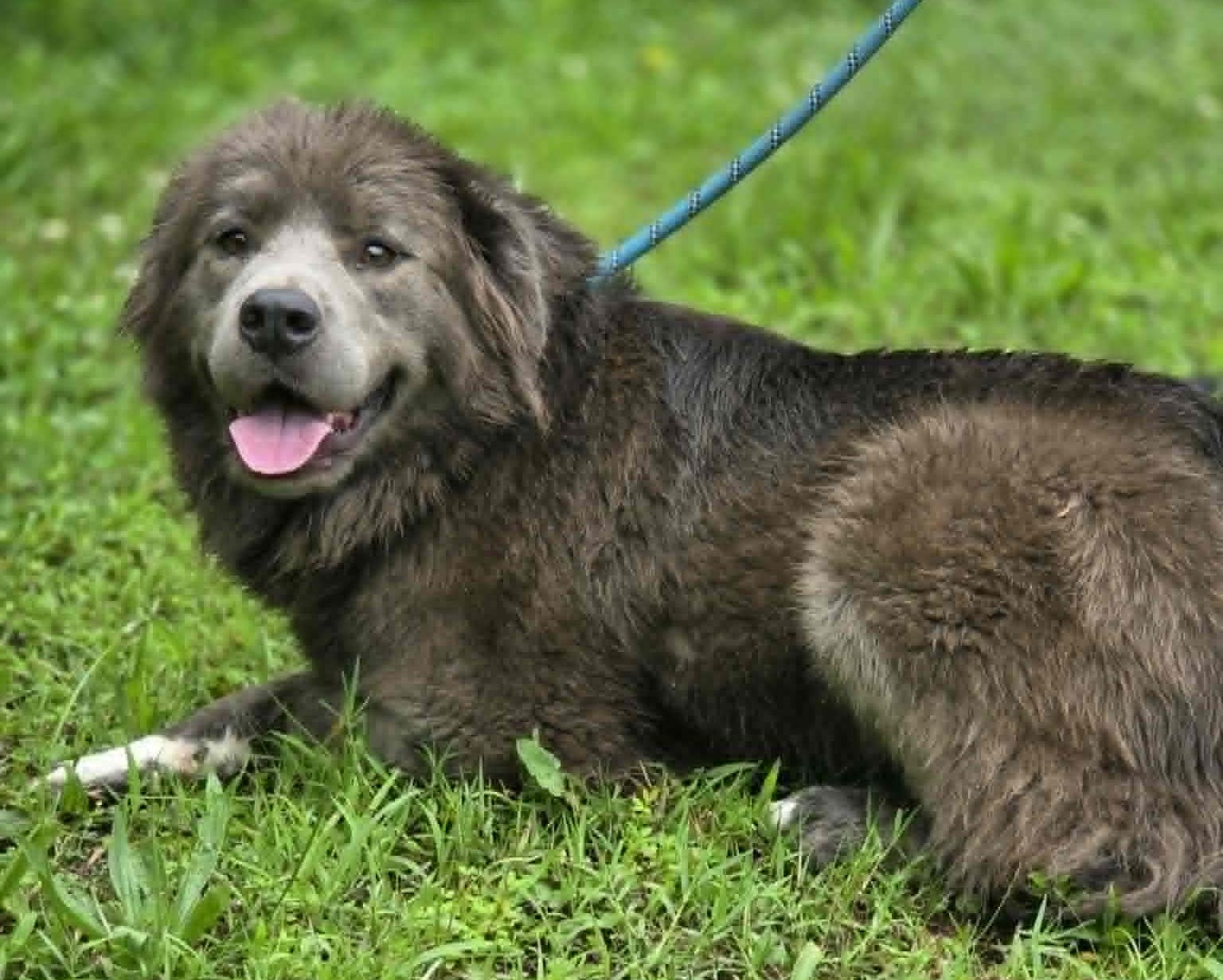 Bella, an adopted mixed breed in Anniston, AL image 6/6