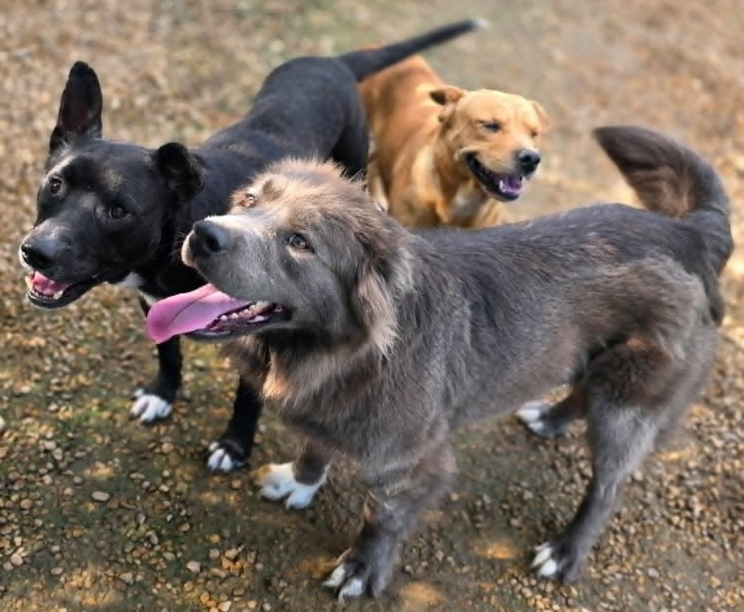 Bella, an adopted mixed breed in Anniston, AL image 3/6