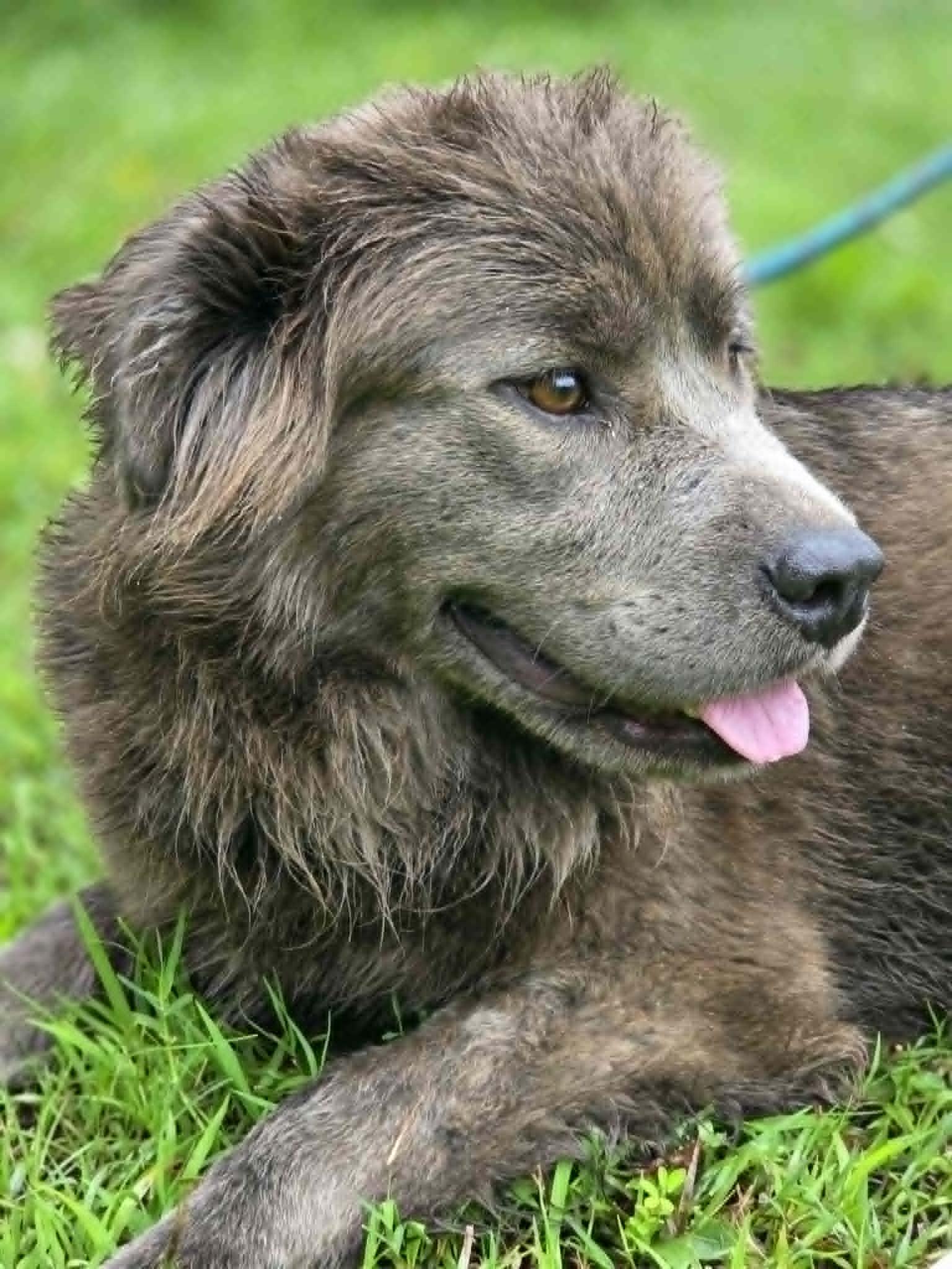 Bella, an adopted mixed breed in Anniston, AL image 4/6