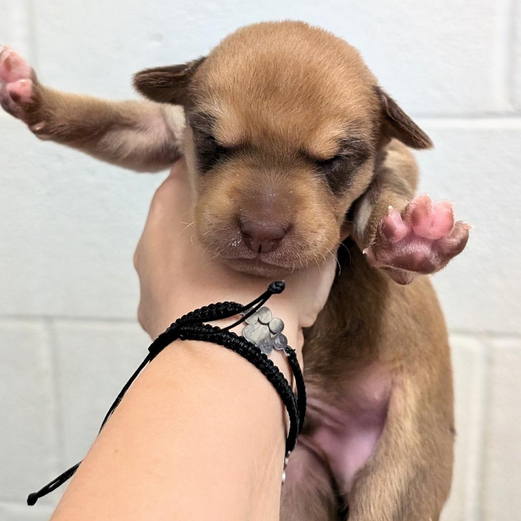 Enlarge L pup 4, a Adoptable mixed breed in Buchanan Dam, TX image 2/3