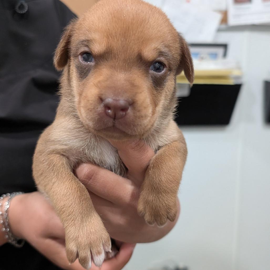 Enlarge L pup 4, a Adoptable mixed breed in Buchanan Dam, TX image 3/3