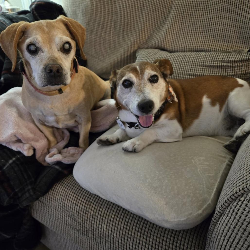 Mr. Littles, Adoptable, Senior Male Jack Russell Terrier.