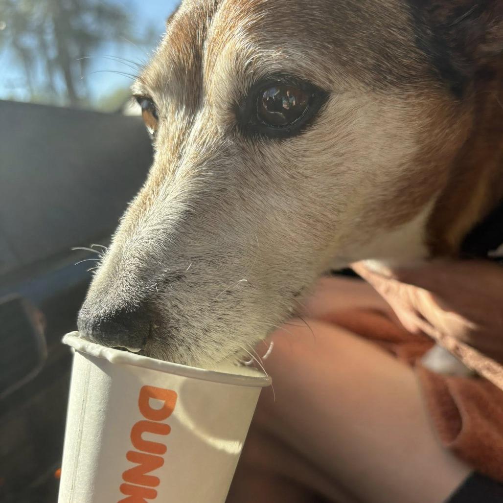 Mr. Littles, Adoptable, Senior Male Jack Russell Terrier.