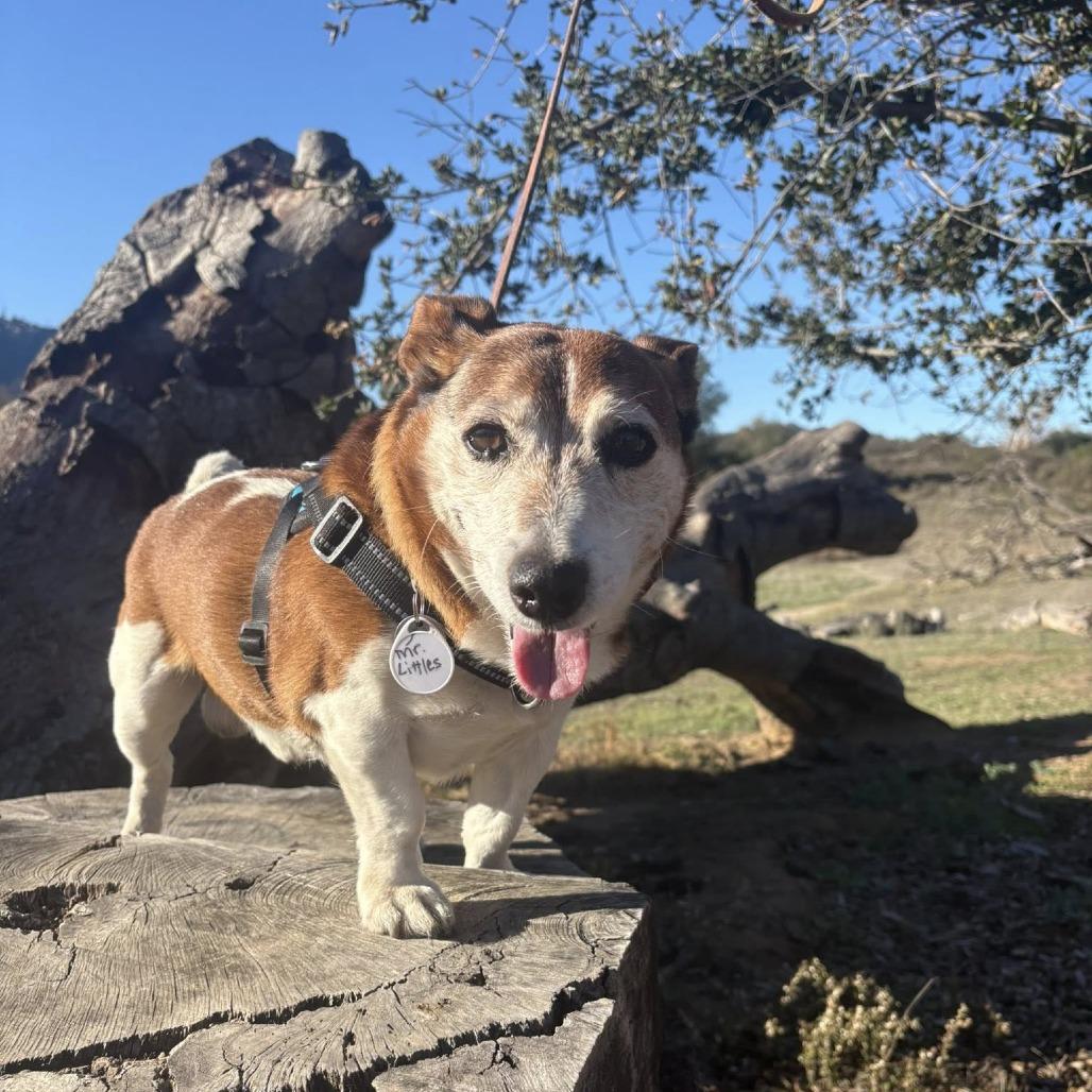 Mr. Littles, a Adoptable Jack Russell Terrier in Ramona, CA image 2/6