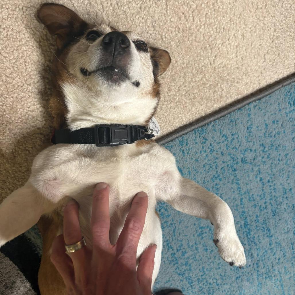 Mr. Littles, a Adoptable Jack Russell Terrier in Ramona, CA image 3/6