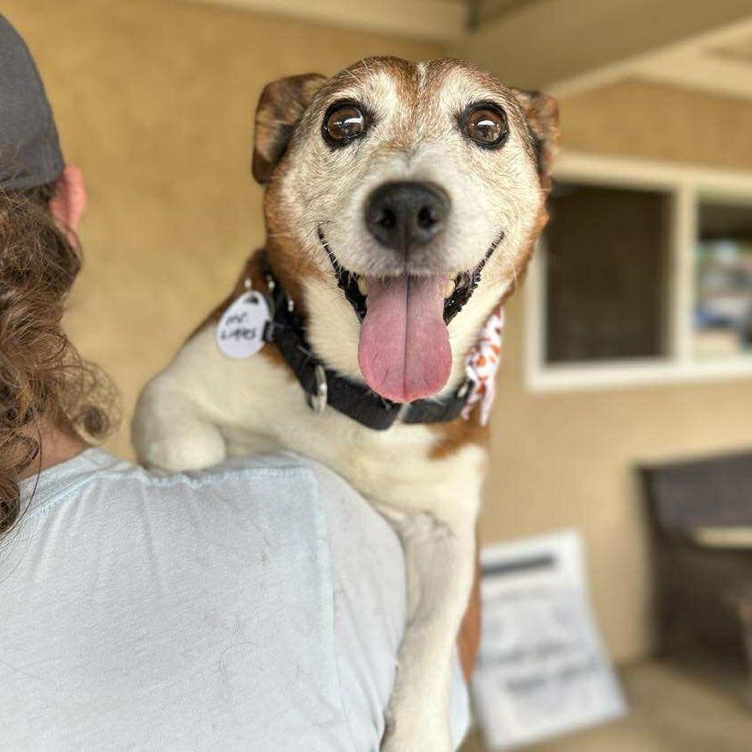 Mr. Littles, a Adoptable Jack Russell Terrier in Ramona, CA image 6/6