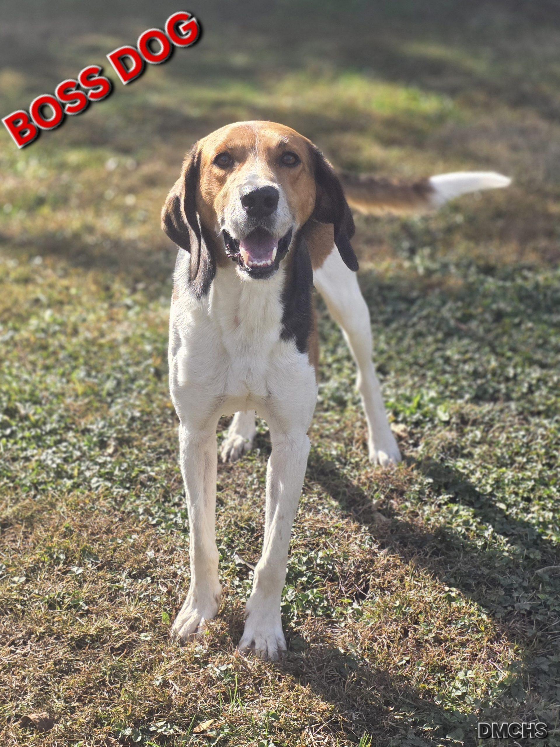 Boss Dog, Adoptable, Adult Male Hound.