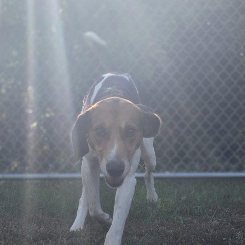 Boss Dog, Adoptable, Adult Male Hound.