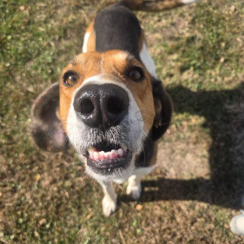 Enlarge Boss Dog, a Adoptable Hound in Burlington, IA image 3/5