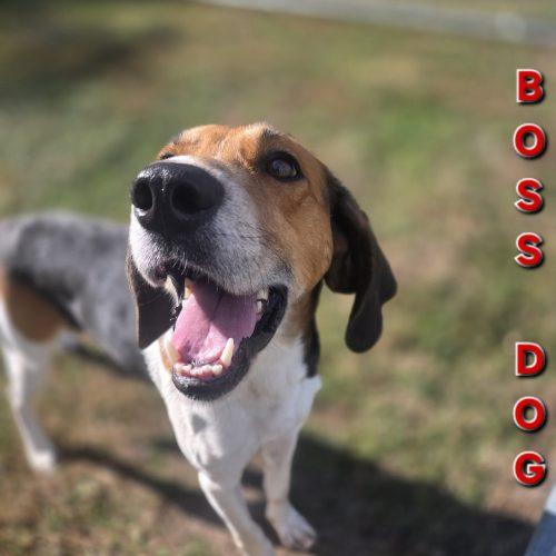 Enlarge Boss Dog, a Adoptable Hound in Burlington, IA image 5/5