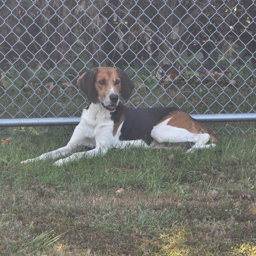 Enlarge Boss Dog, a Adoptable Hound in Burlington, IA image 2/5