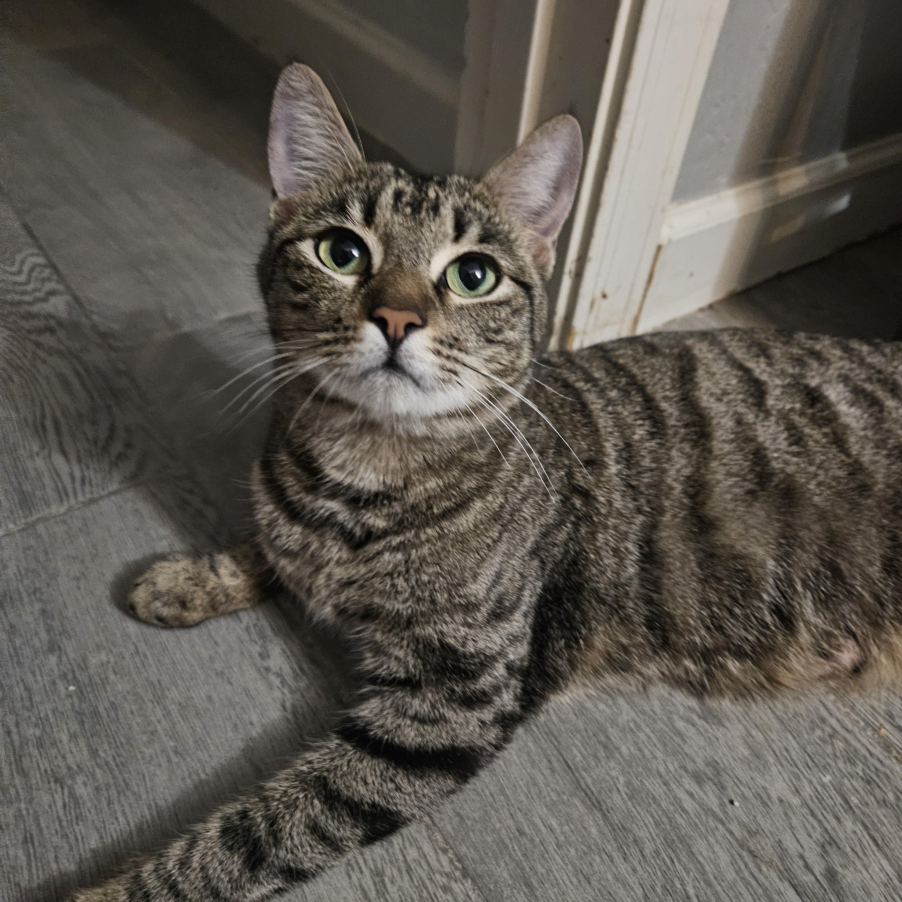 Liv "Livy" Cakes, Young Female Tabby