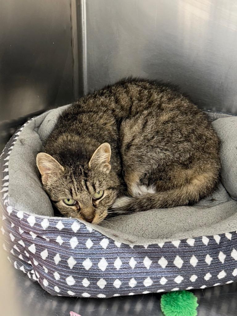 Chi-Chi, Adoptable, Adult Female Domestic Short Hair.